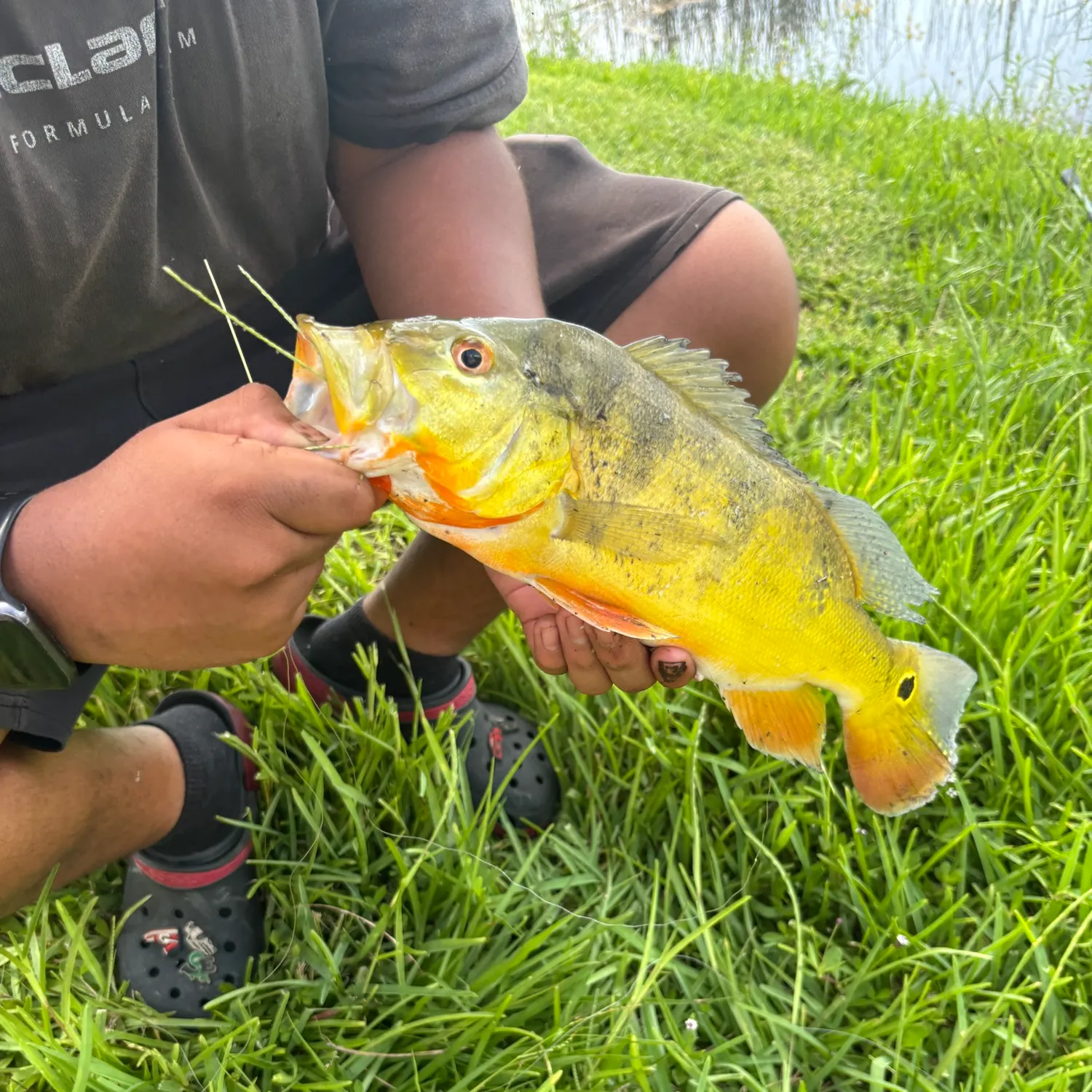Butterfly peacock bass caught on Fishbrain
