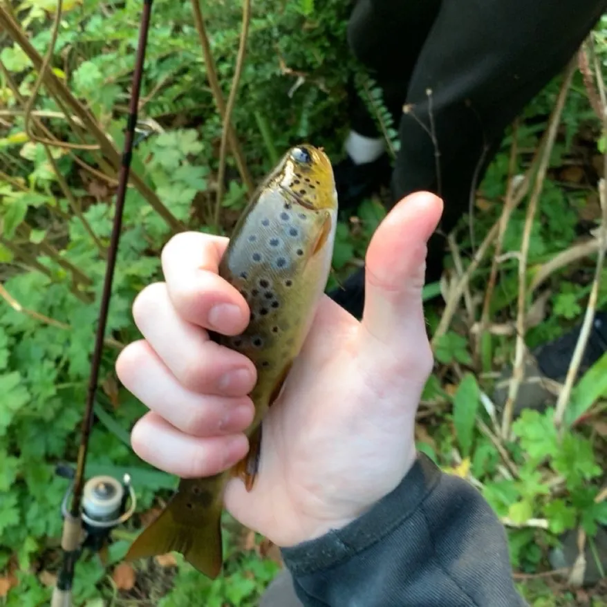 Brown trout caught on Fishbrain