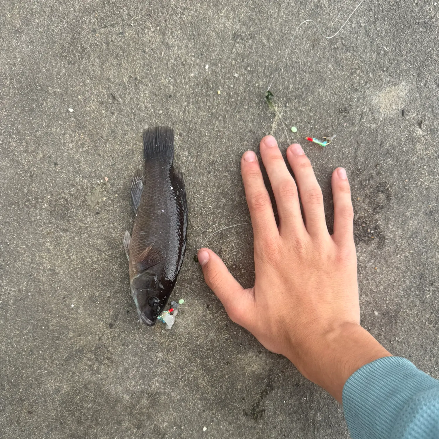 Cunner caught on Fishbrain