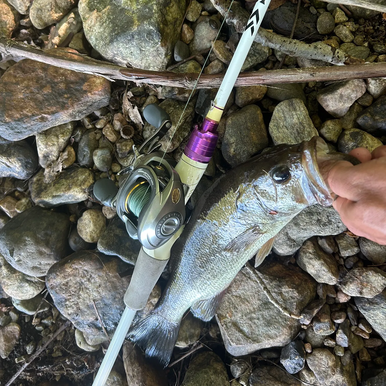 Largemouth bass caught on Fishbrain
