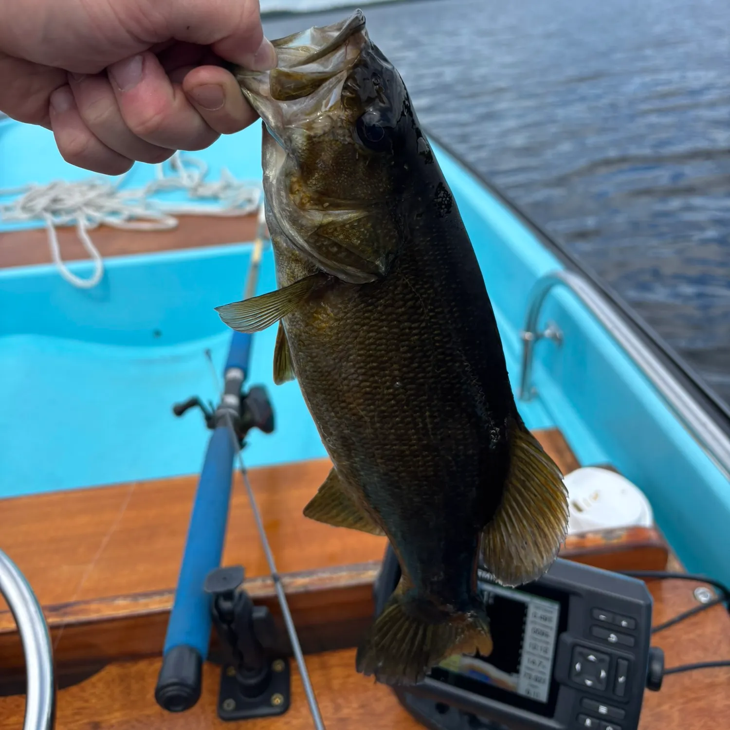 Smallmouth bass caught on Fishbrain