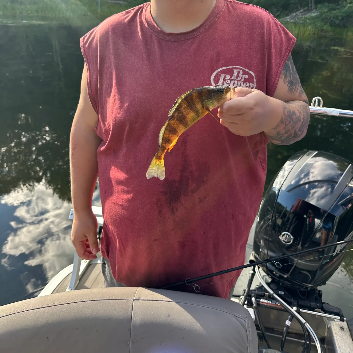 Yellow perch caught on Fishbrain