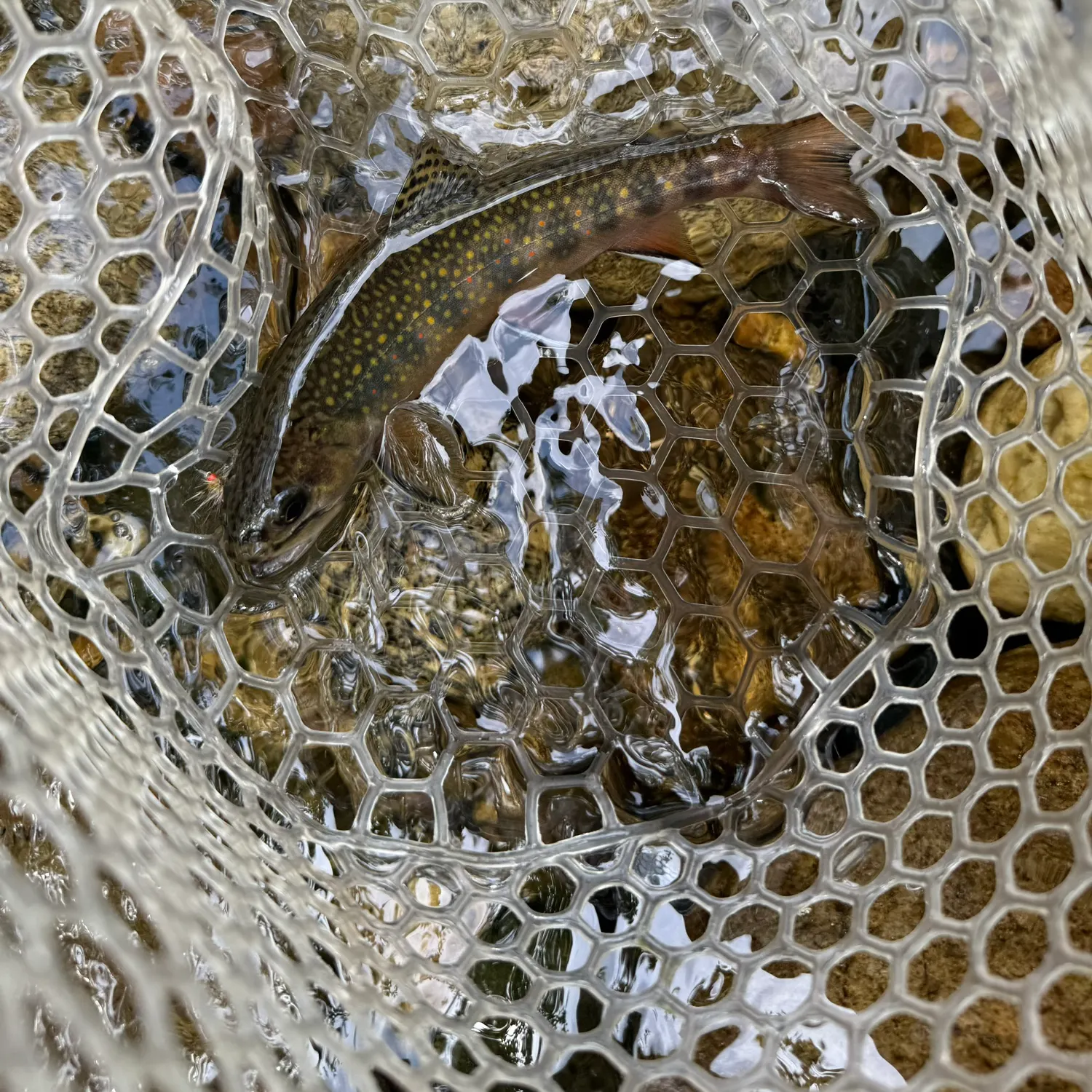 ᐅ Bull Branch fishing reports🎣• Bethel, ME (United States) fishing