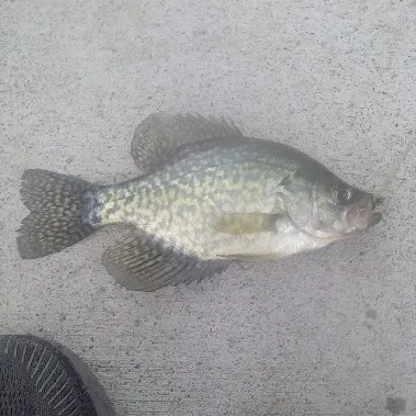Black crappie caught on Fishbrain