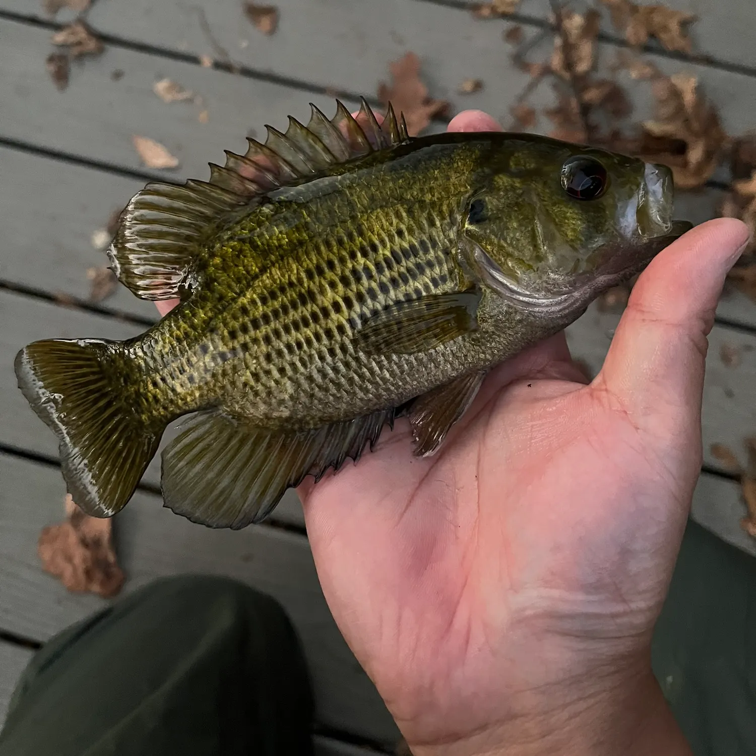 recently logged catches