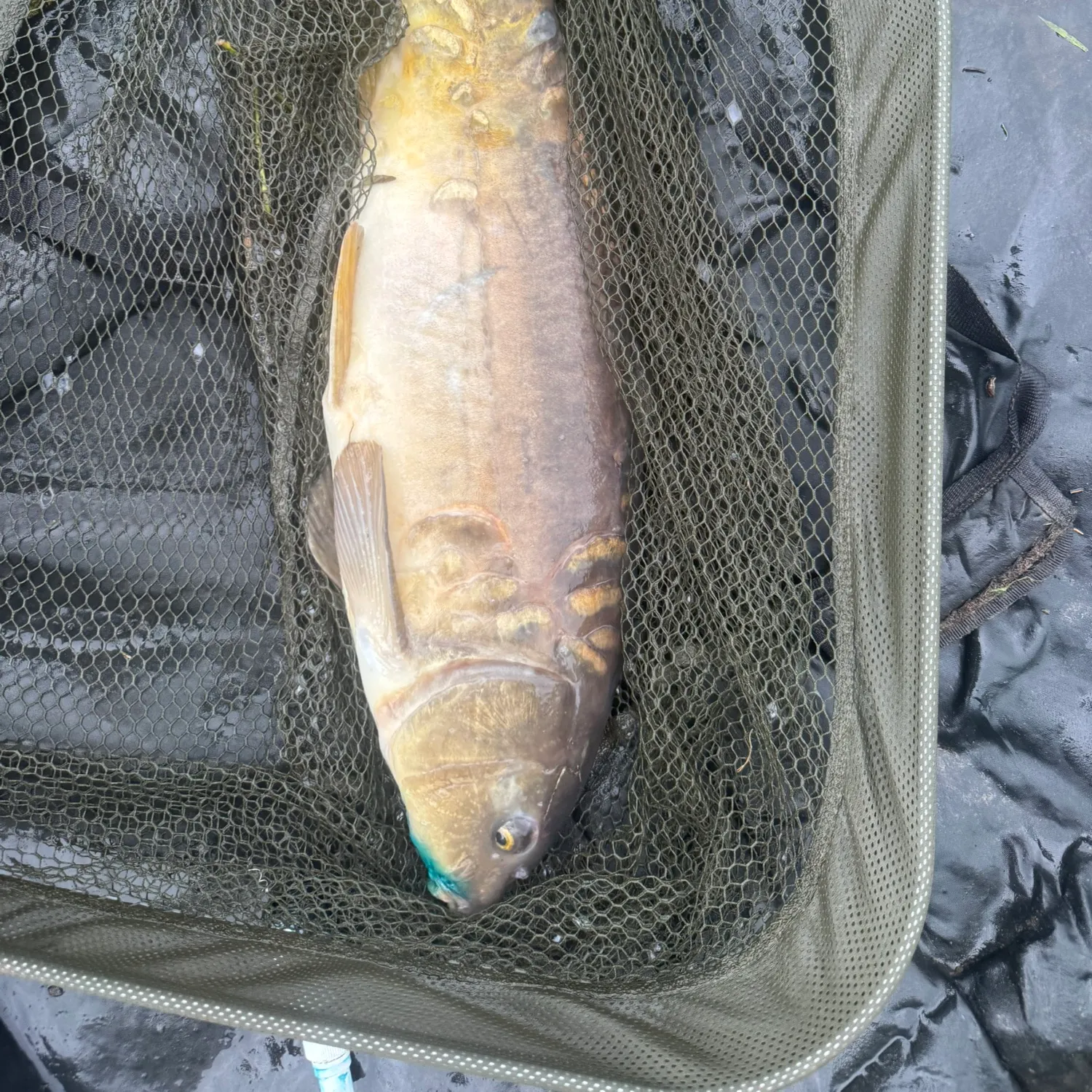 Mirror carp caught on Fishbrain
