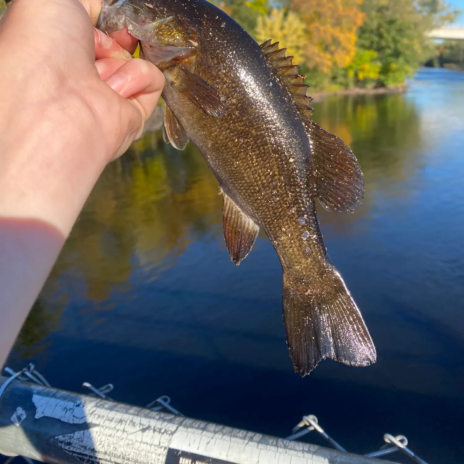 Smallmouth bass caught on Fishbrain