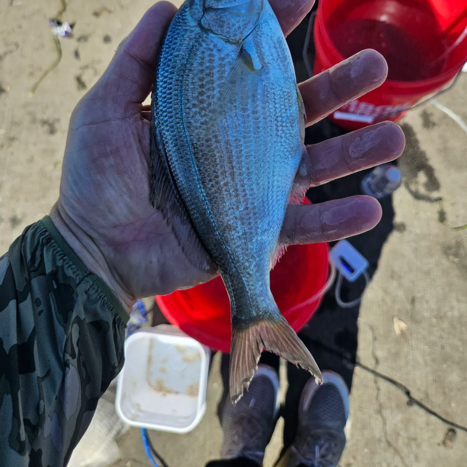 The most recent Walleye surfperch catches on Fishbrain