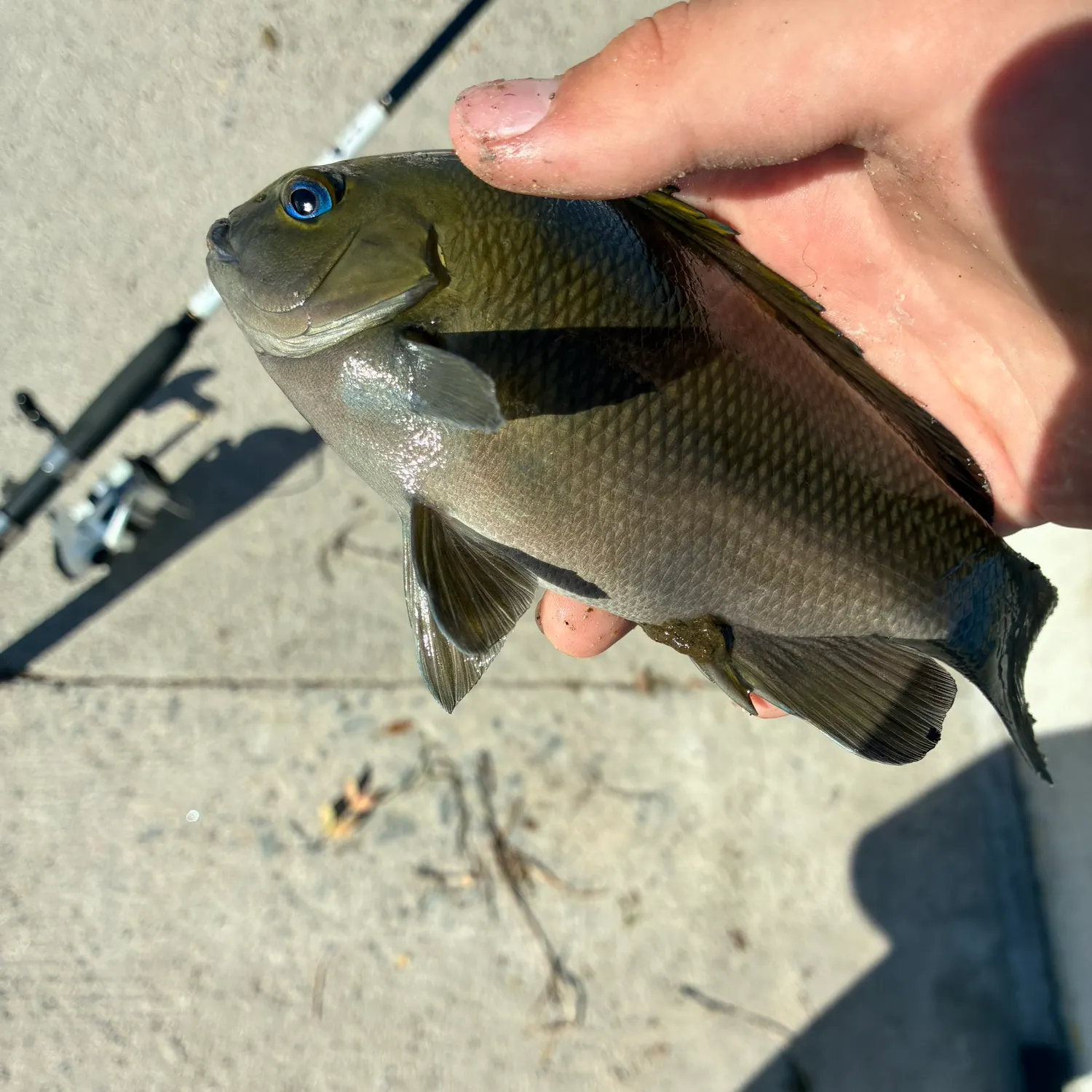 The most recent Opaleye catches on Fishbrain