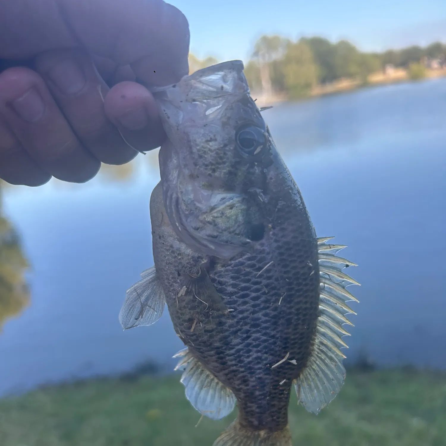 Nile tilapia caught on Fishbrain
