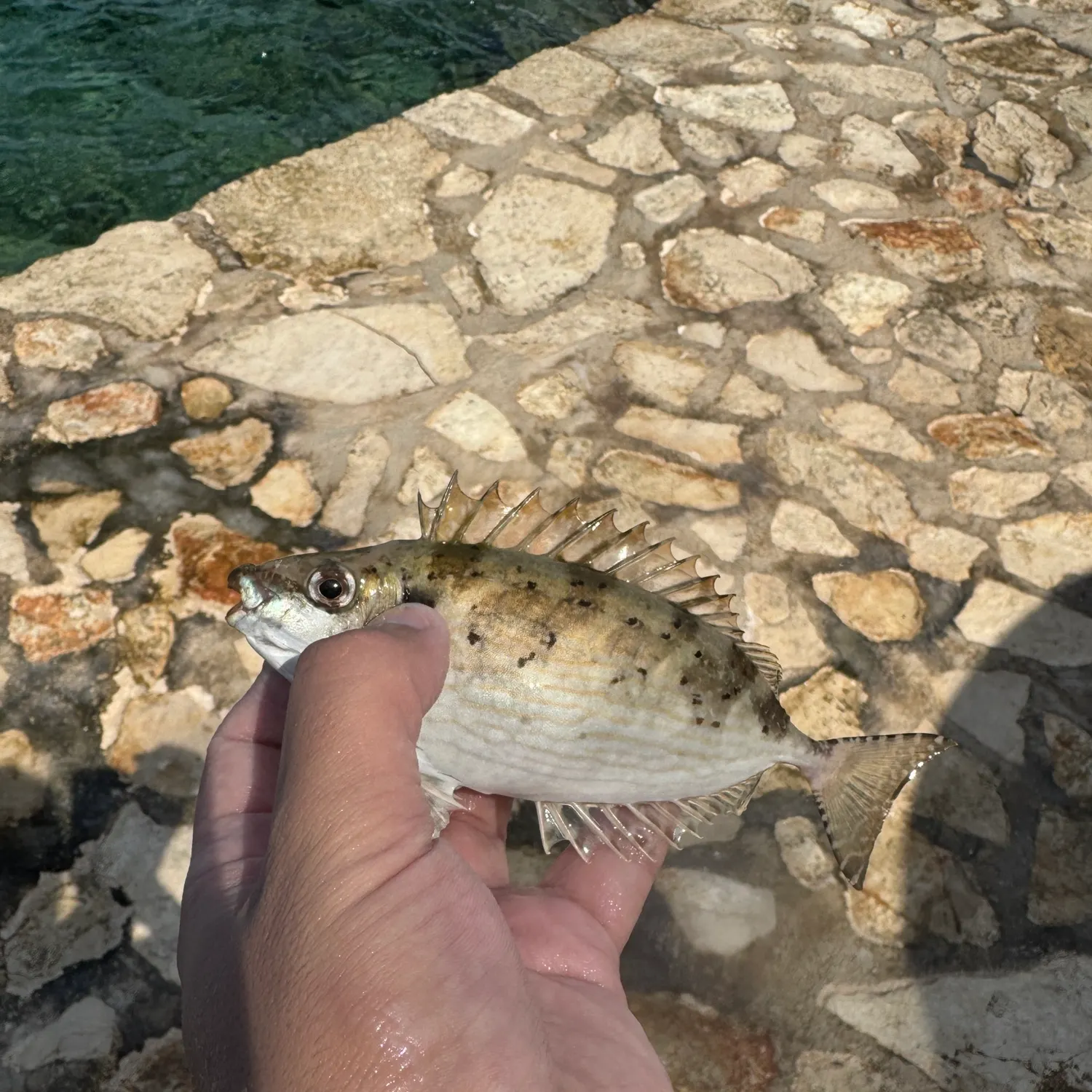The most recent Mottled spinefoot catches on Fishbrain