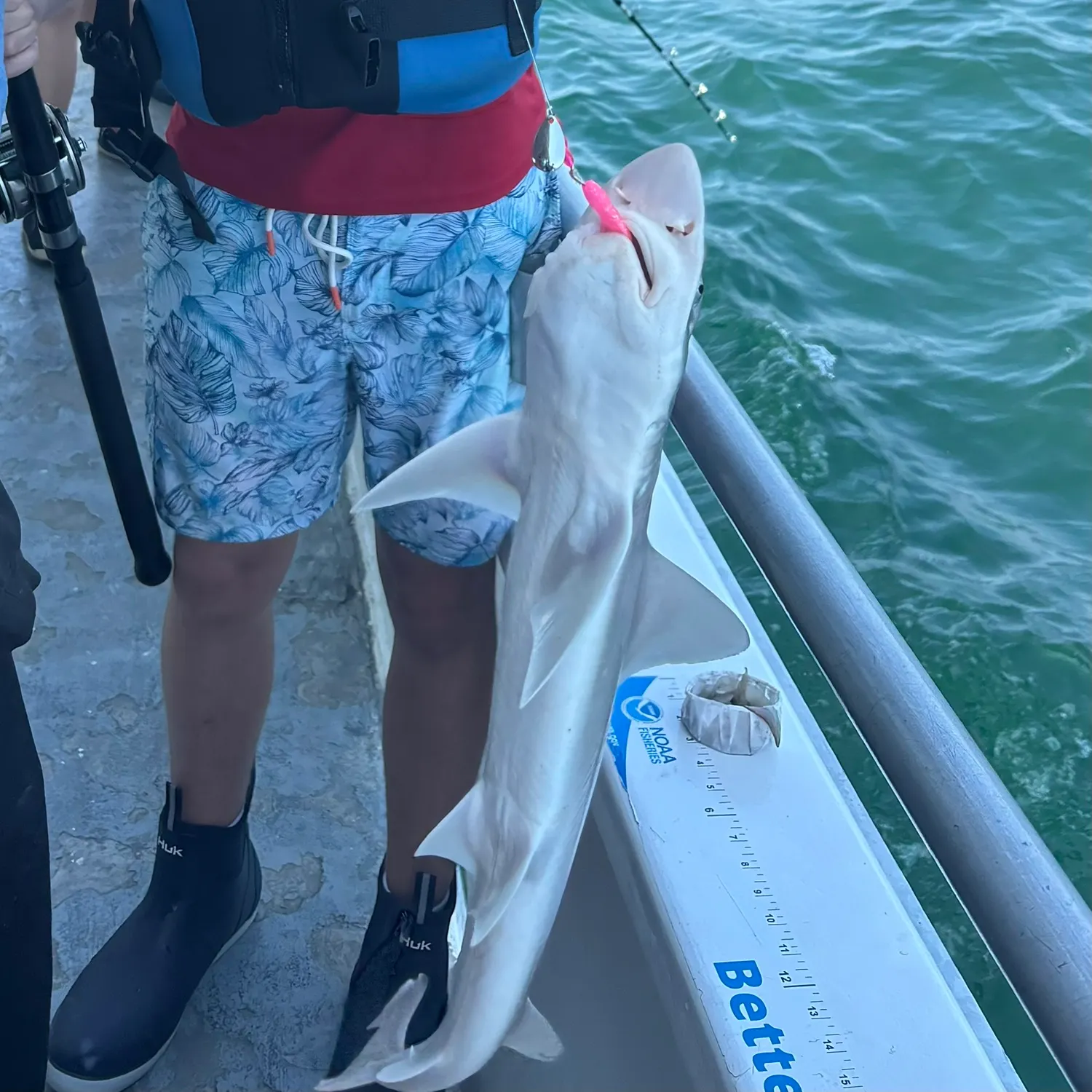 The most recent Piked dogfish catches on Fishbrain