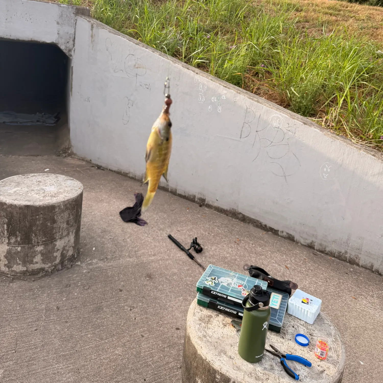 Bluegill caught on Fishbrain