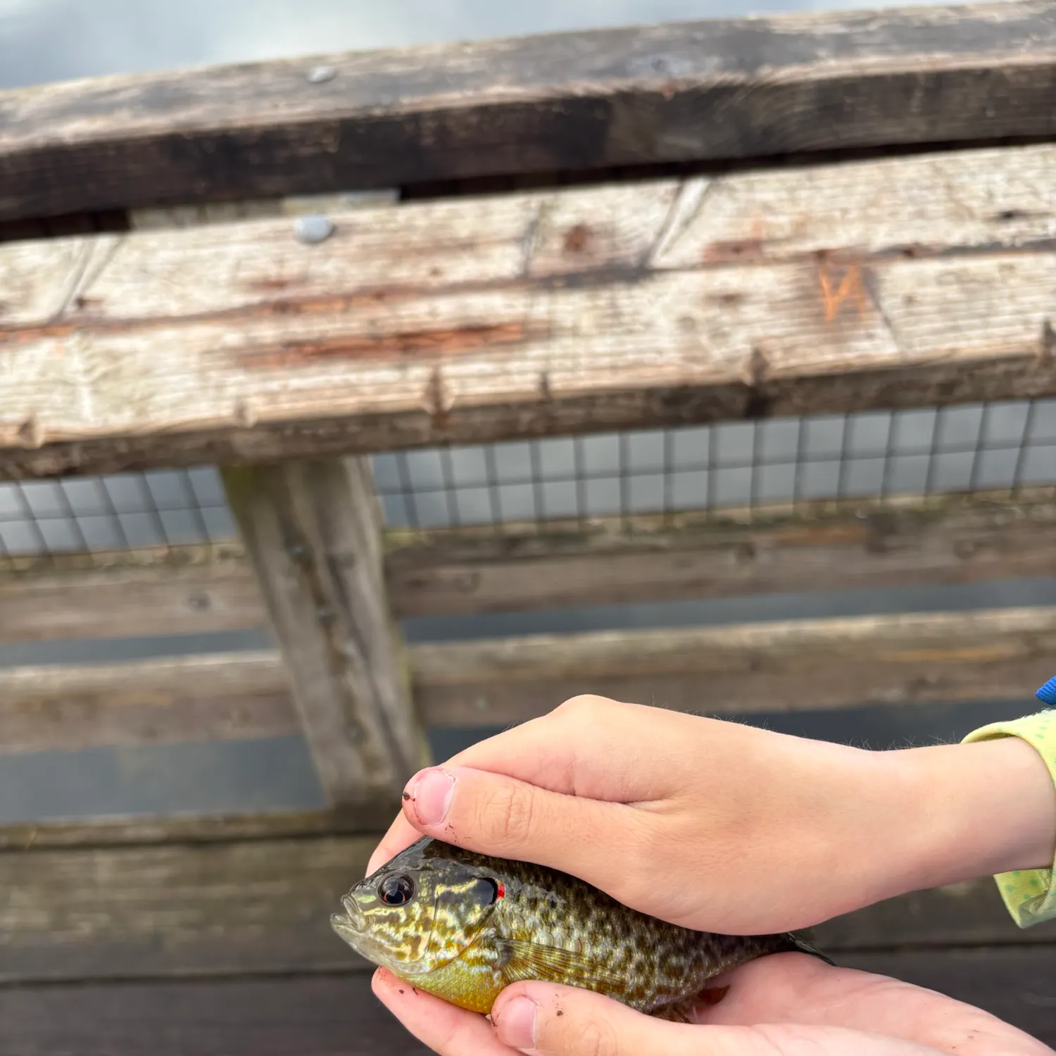 Pumpkinseed caught on Fishbrain