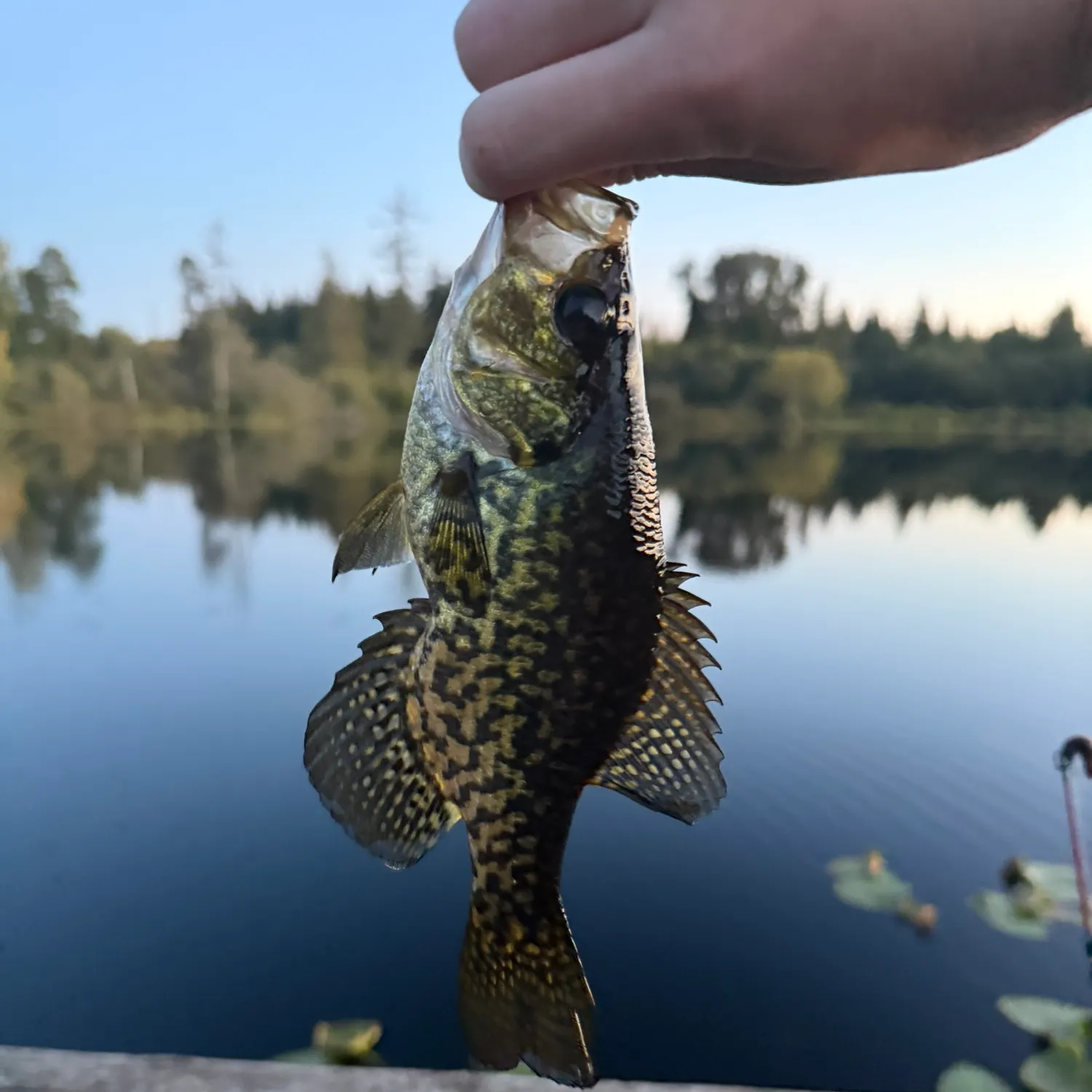 Black crappie caught on Fishbrain