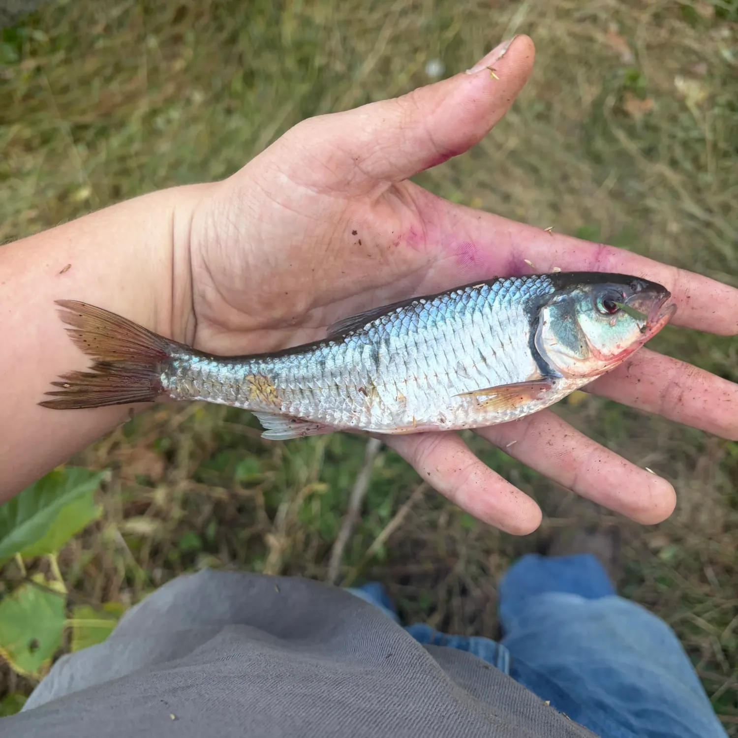 Striped shiner caught on Fishbrain