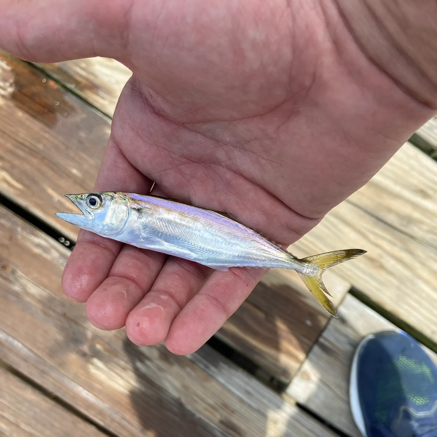 The most recent Spanish mackerel catches on Fishbrain