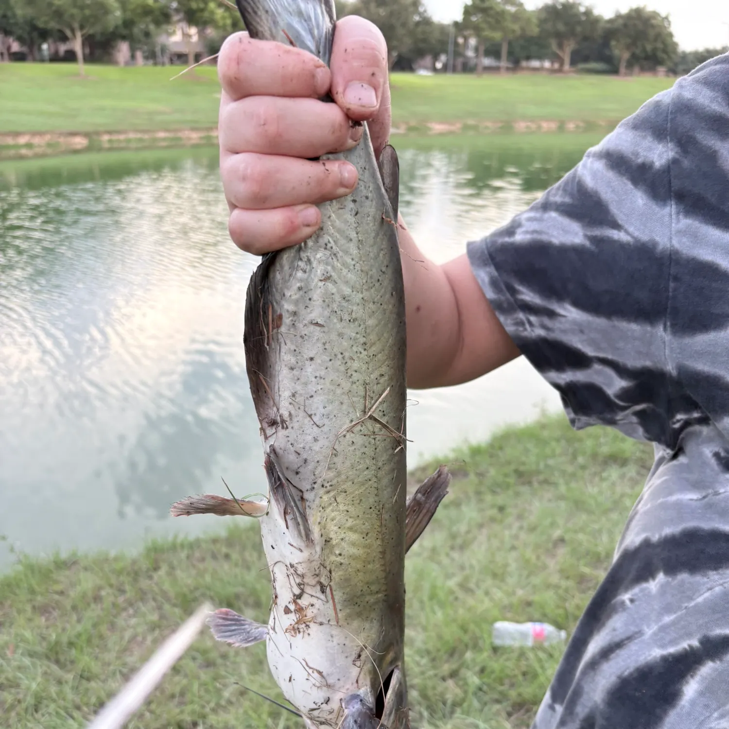 Channel catfish caught on Fishbrain