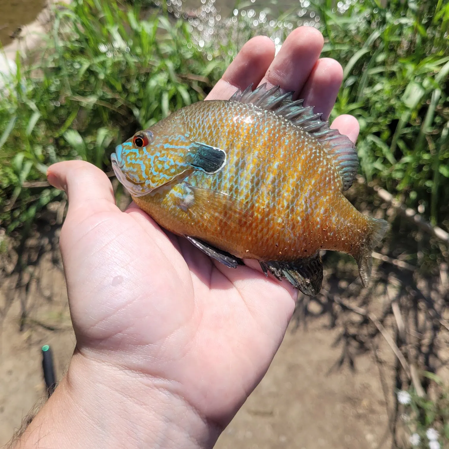 The most recent Longear sunfish catches on Fishbrain