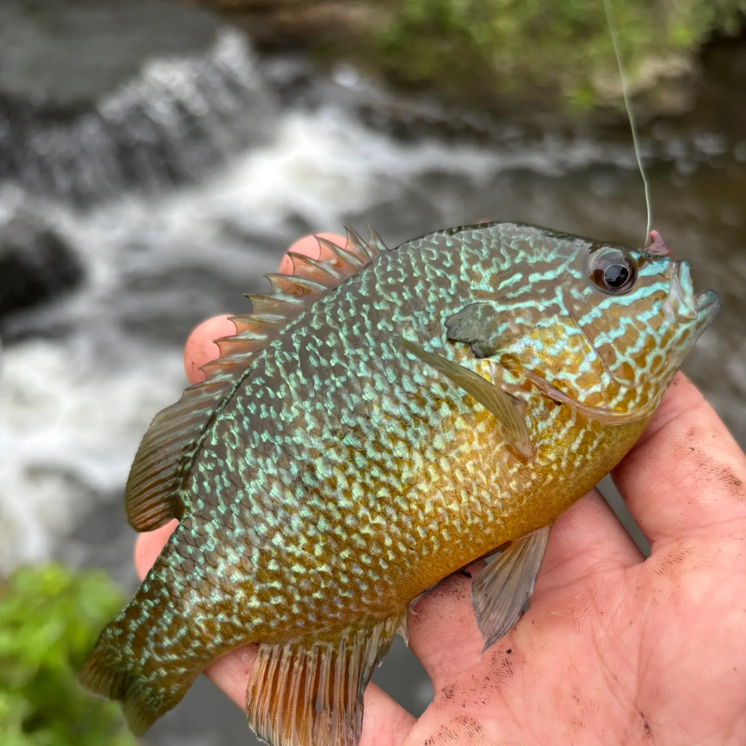 Longear sunfish caught on Fishbrain