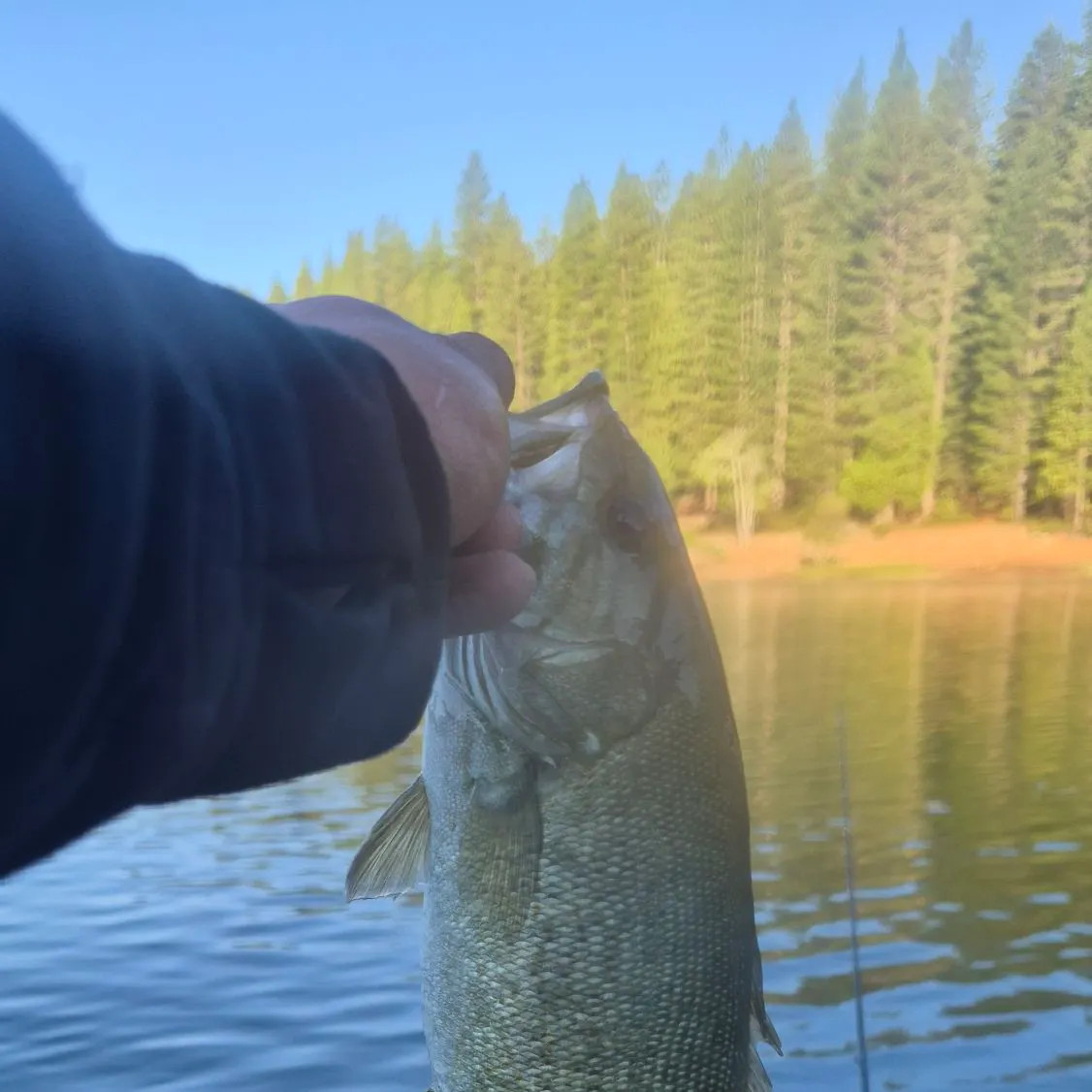 Smallmouth bass caught on Fishbrain