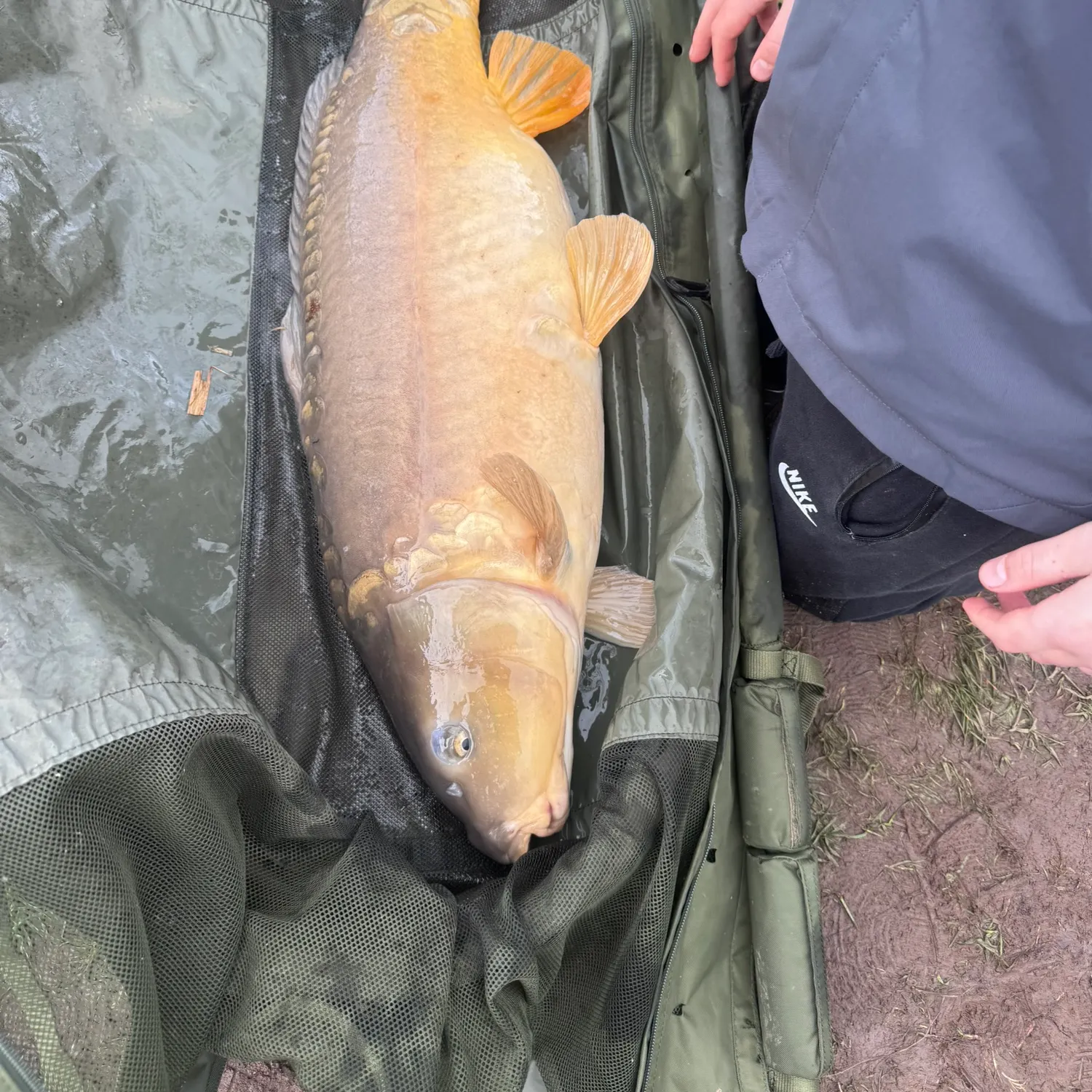 The most recent Leather carp catches on Fishbrain