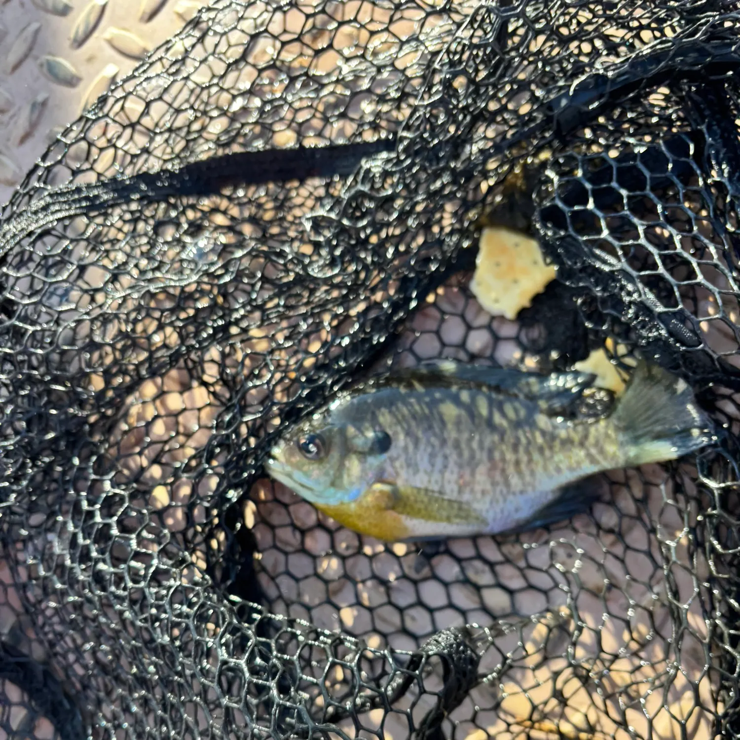 Bluegill caught on Fishbrain