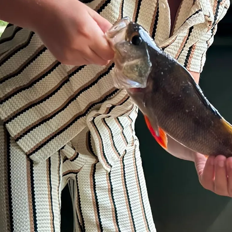 European perch caught on Fishbrain