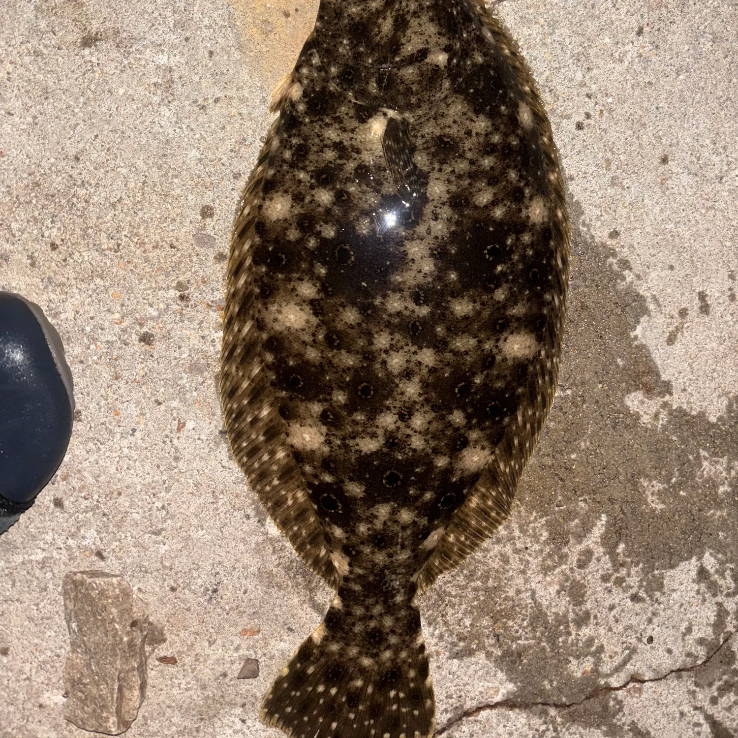 Summer flounder caught on Fishbrain
