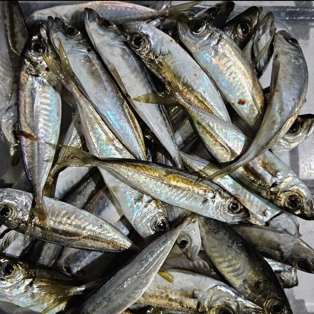 The most recent Atlantic horse mackerel catches on Fishbrain