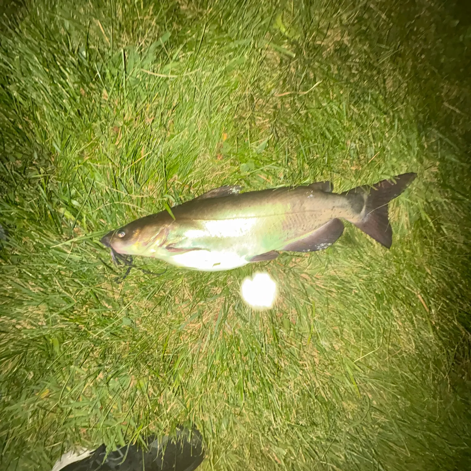 Channel catfish caught on Fishbrain