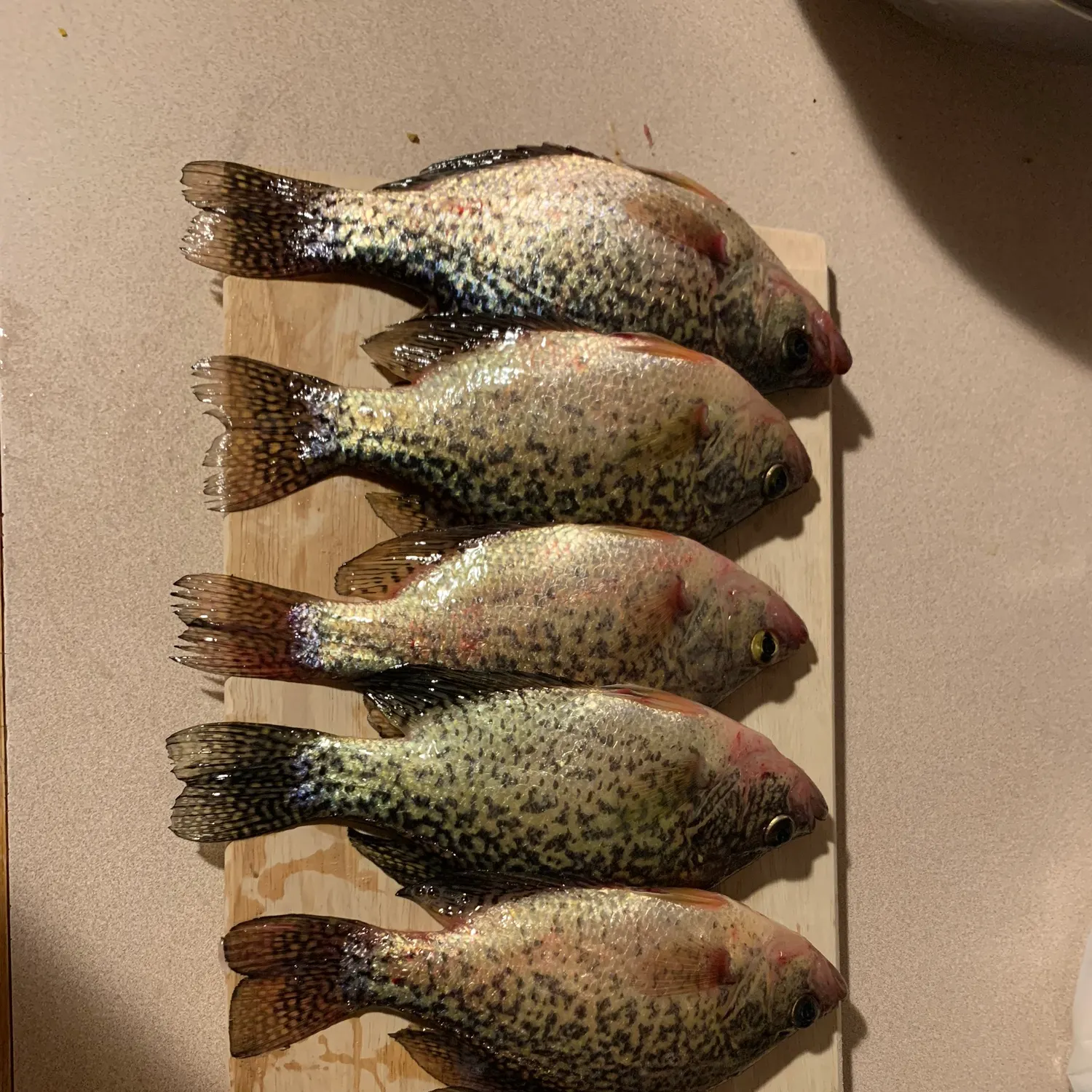 recently logged catches