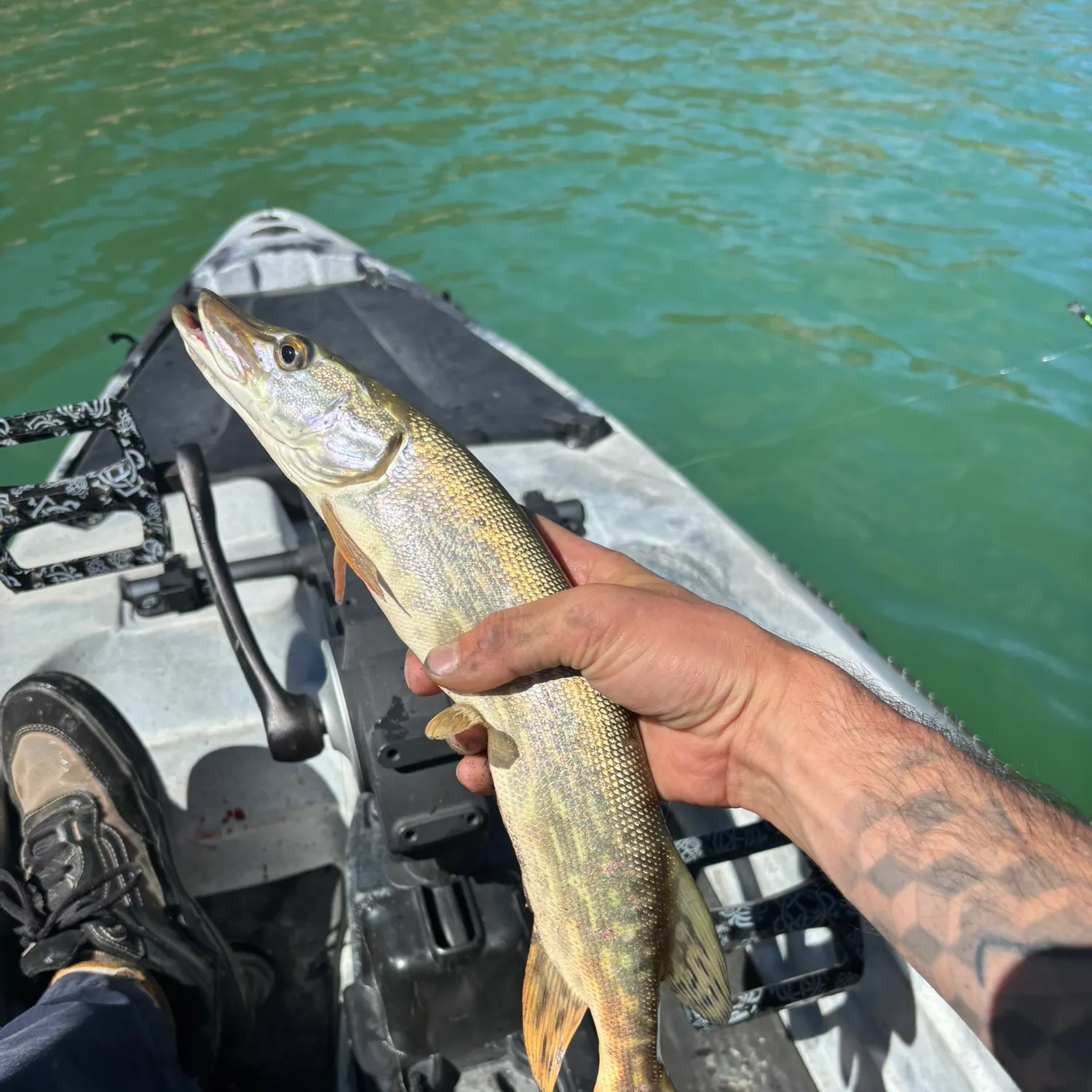 Northern pike caught on Fishbrain