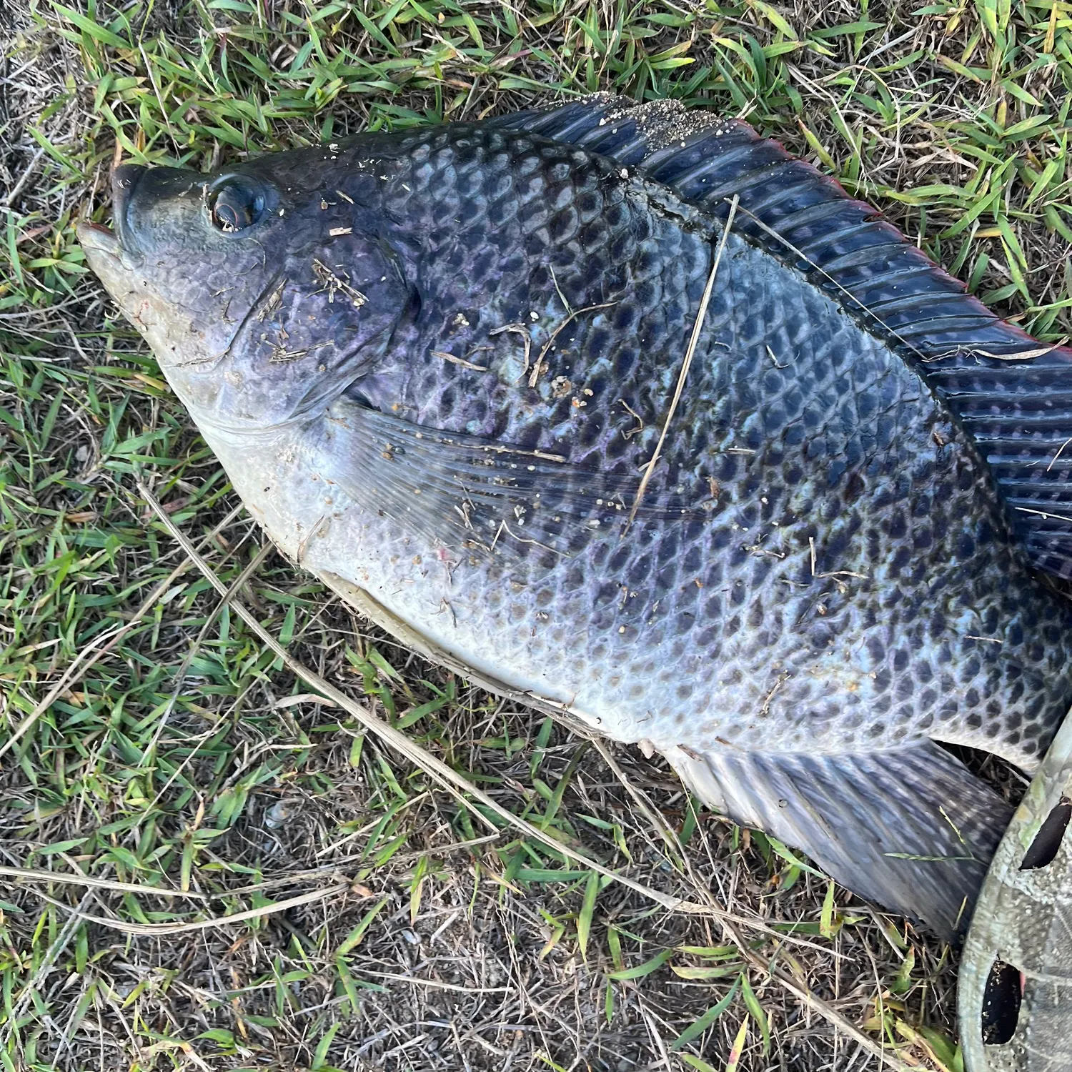 The most recent Mozambique tilapia catches on Fishbrain