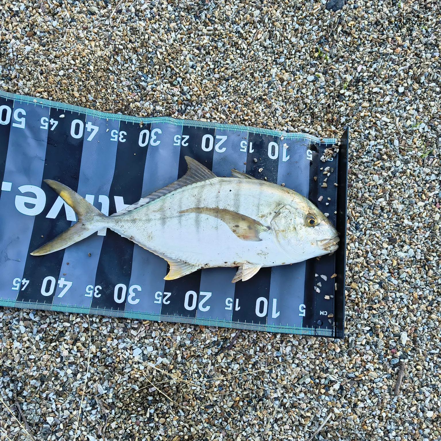 The most recent Golden trevally catches on Fishbrain