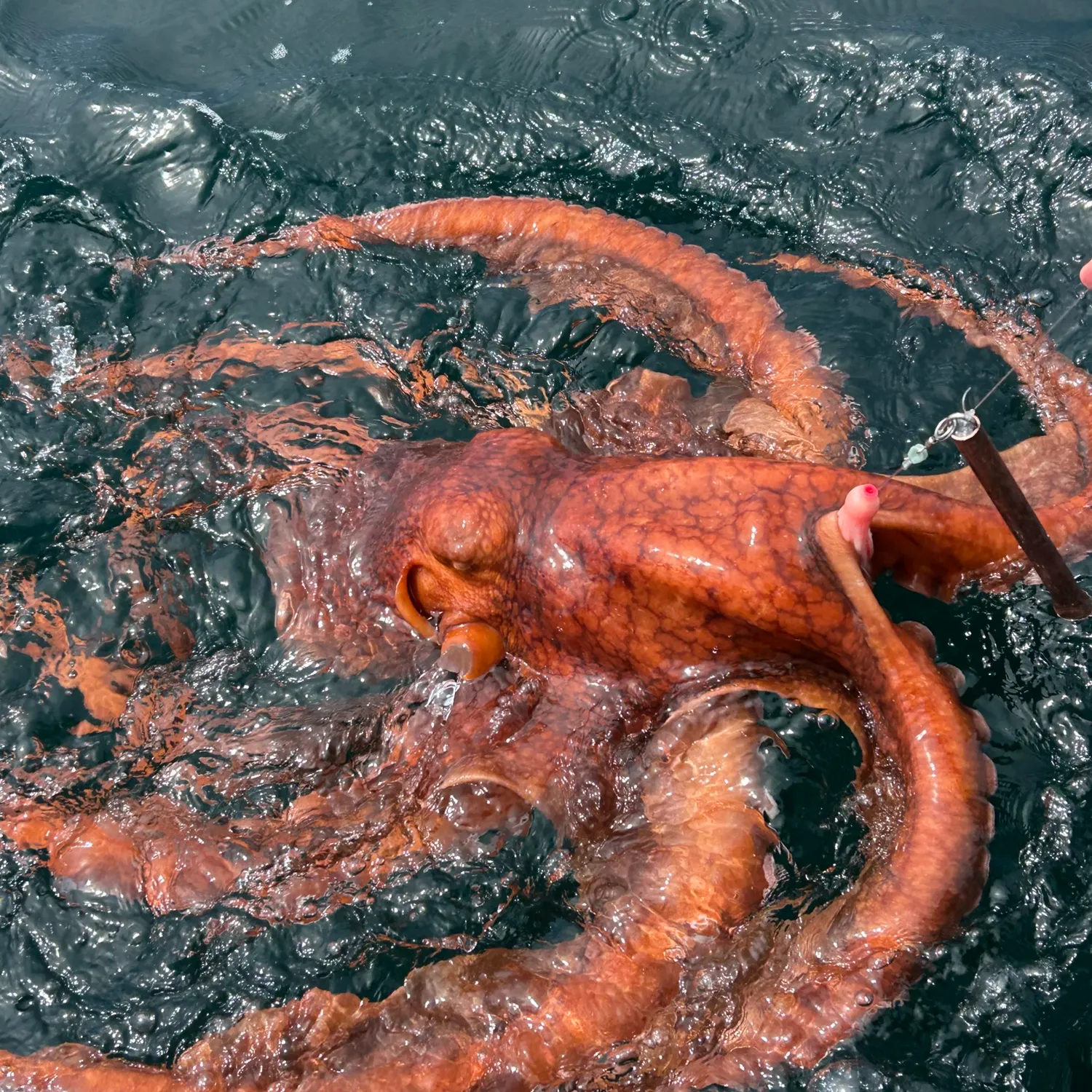 Common octopus caught on Fishbrain