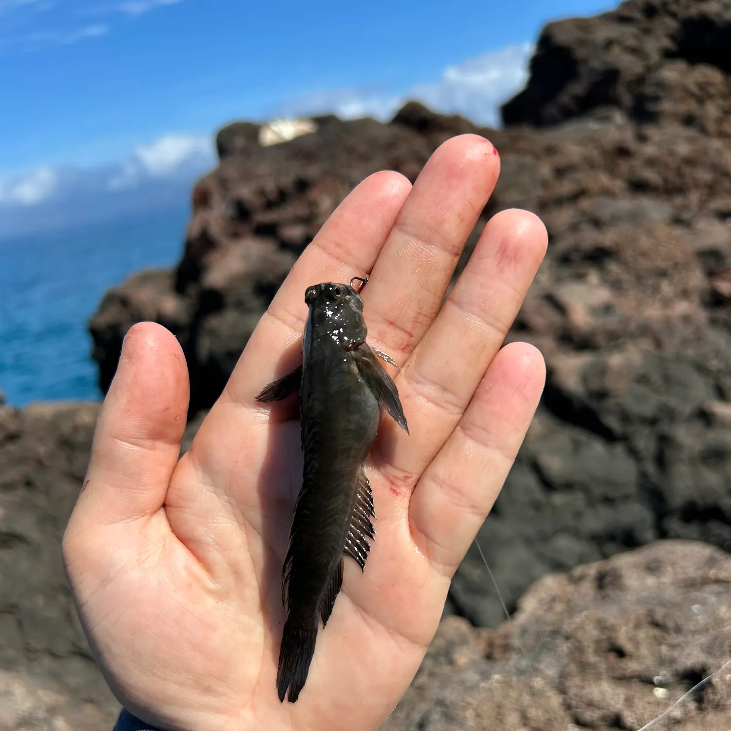 The most recent Zebra blenny catches on Fishbrain