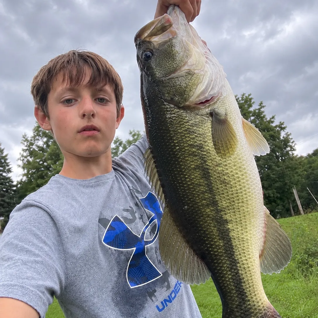 Spotted bass caught on Fishbrain