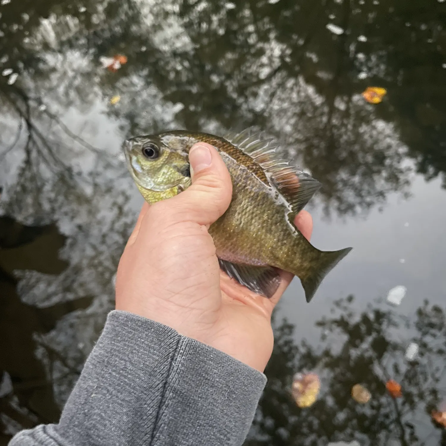 Bluegill caught on Fishbrain