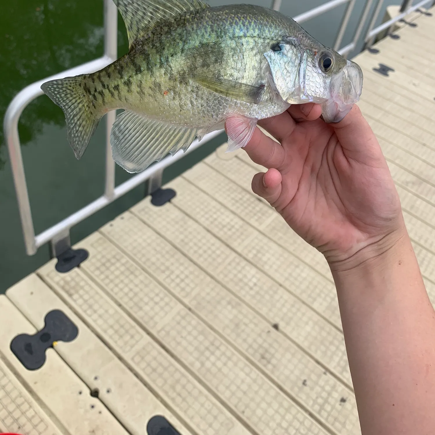 White crappie caught on Fishbrain