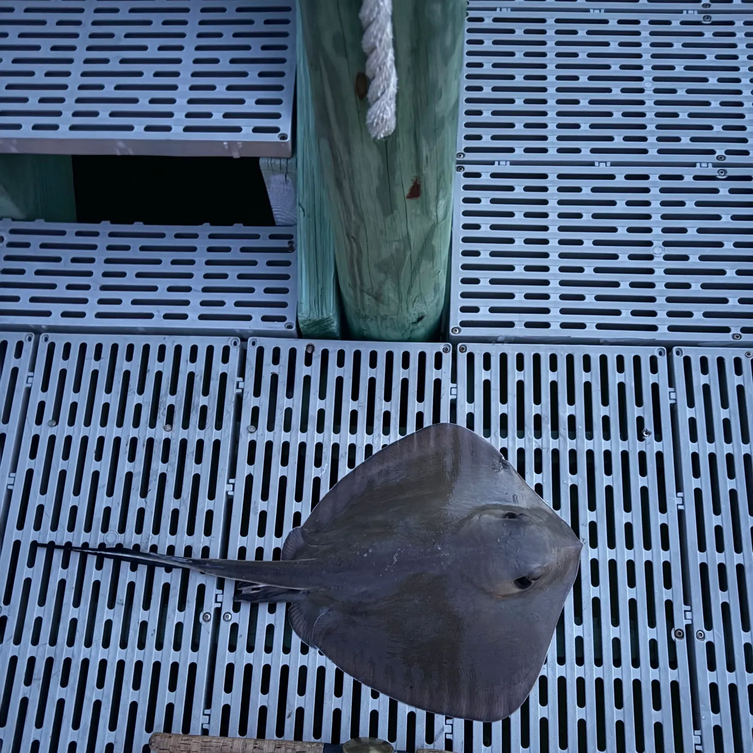 The most recent Bluntnose stingray catches on Fishbrain
