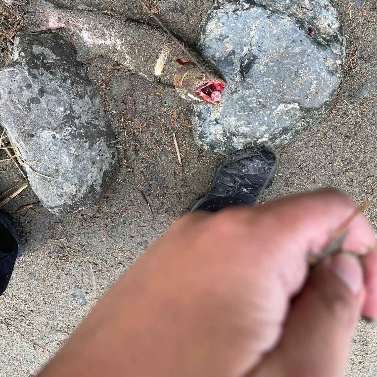 Pink salmon caught on Fishbrain