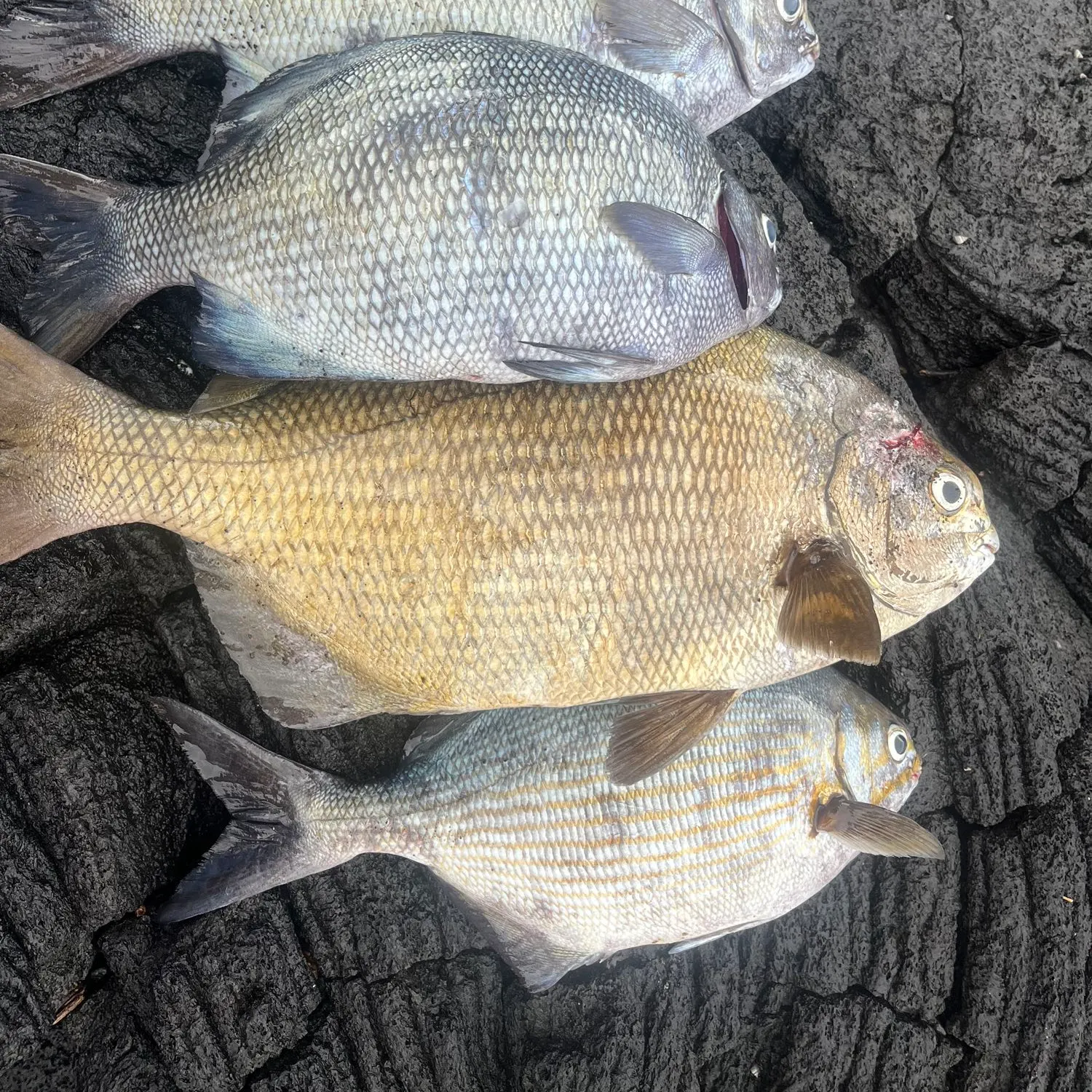 recently logged catches