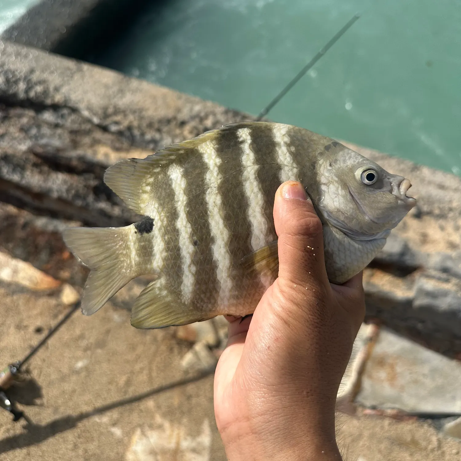 The most recent Blackspot sergeant catches on Fishbrain