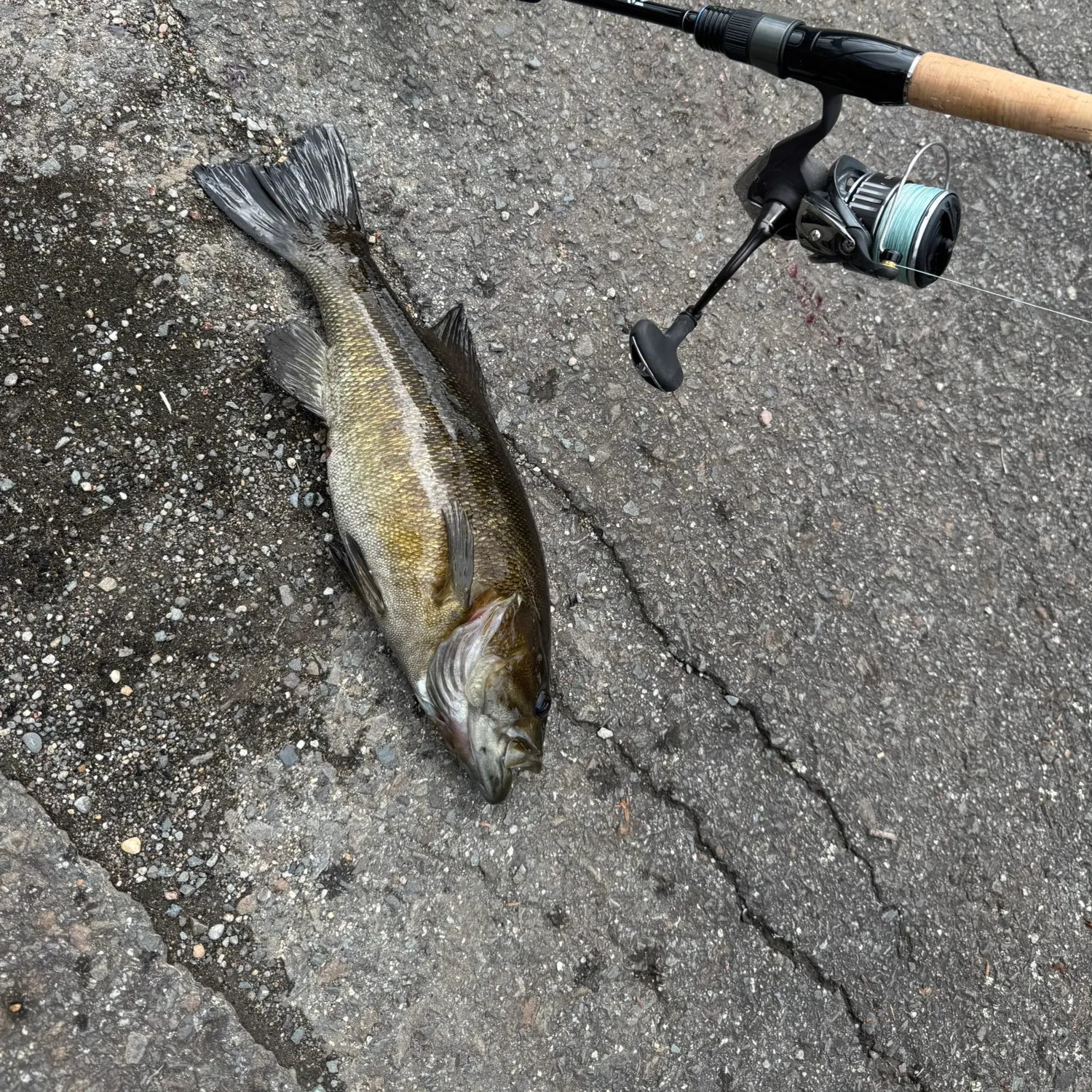 Smallmouth bass caught on Fishbrain