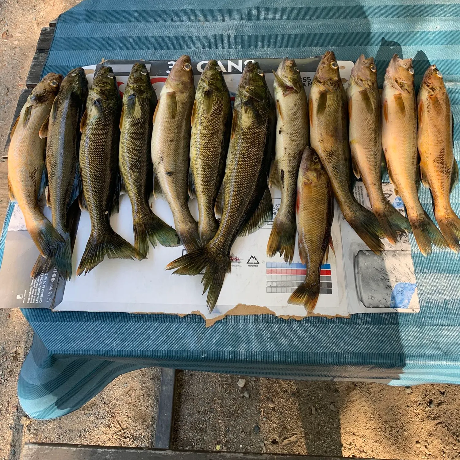 recently logged catches