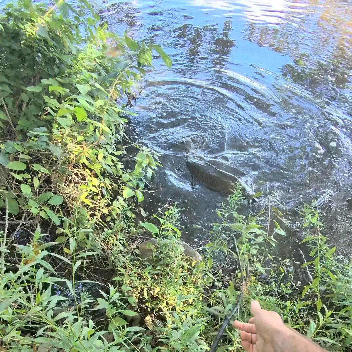 Common carp caught on Fishbrain