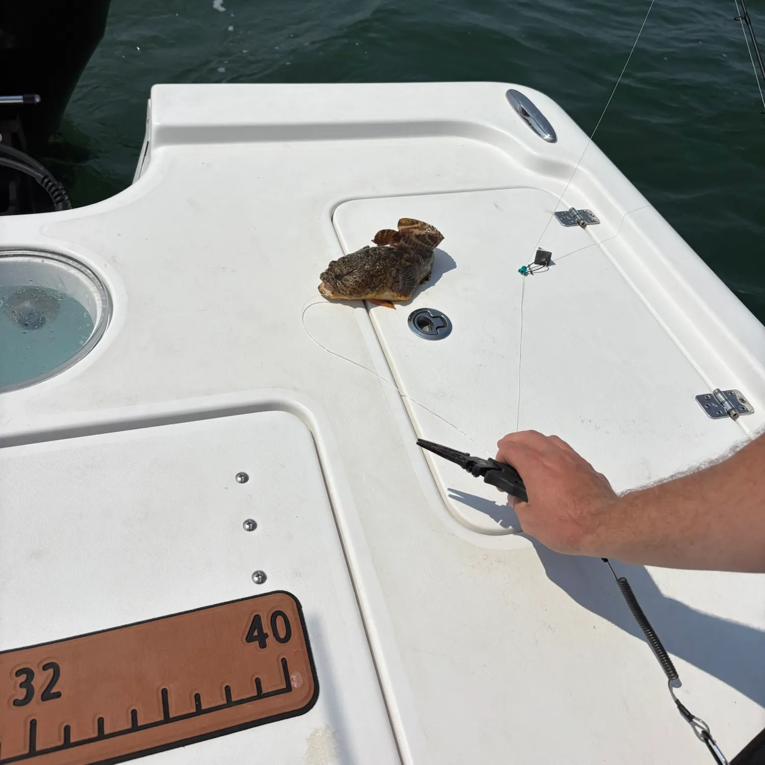 The most recent Oyster toadfish catches on Fishbrain