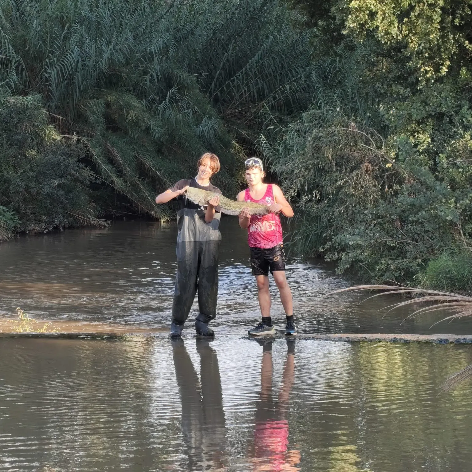 Wels catfish caught on Fishbrain