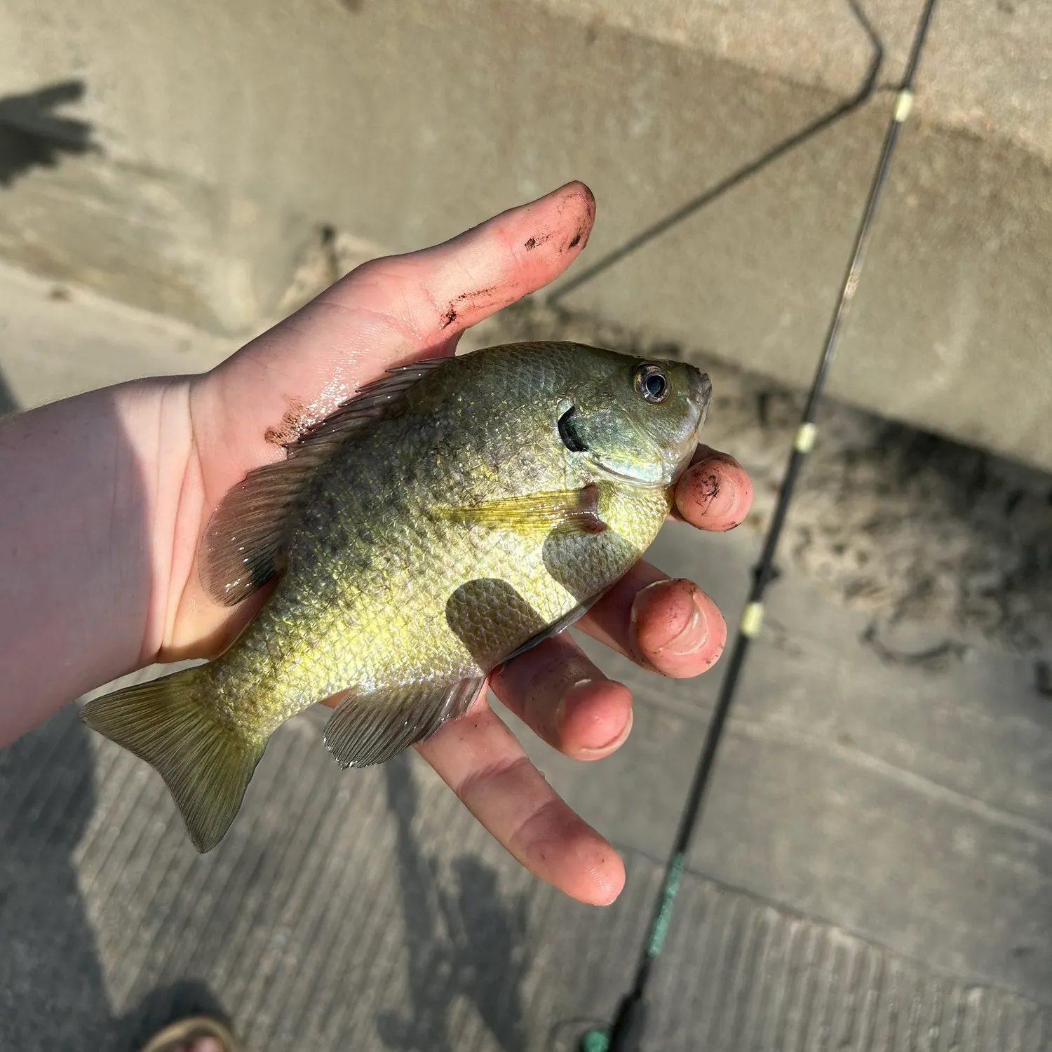Bluegill caught on Fishbrain